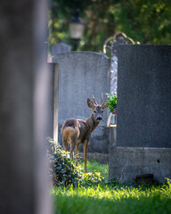 Reh am Friedhof