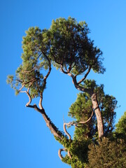 tree and sky
