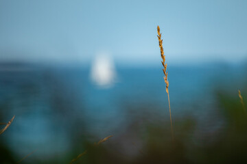 Golden grass stalk with blurred sailboat on blue sea background  