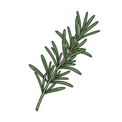 Fototapeta premium Hand-drawn vector graphic of an individual rosemary branch with green leaves, a botanical illustration for herbal and culinary concepts