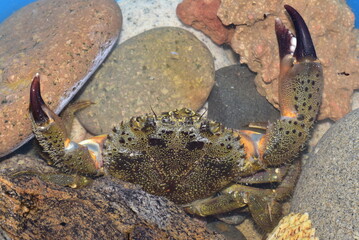 Eriphia verrucosa. favollo