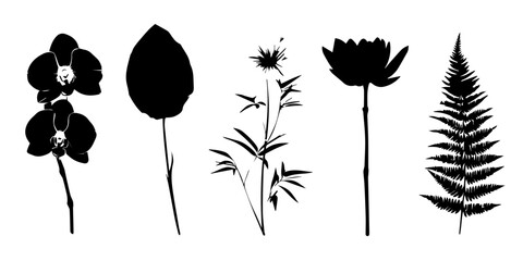 Elegant collection of black silhouetted flowers and fern frond art botanical study against pale backdrop silhouette