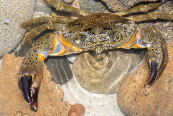 Eriphia verrucosa. favollo