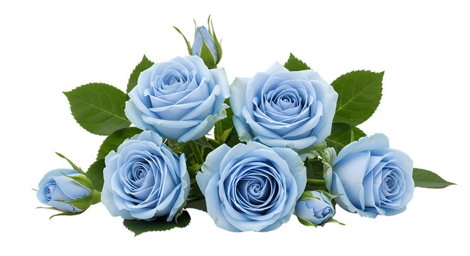 Blue Rose