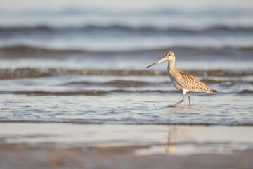 Aguja colipinta- Limosa lapponica - Bar-tailed godwit