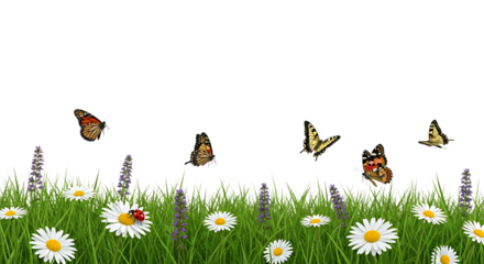 Butterflies flying over daisies and grass isolated on transparent background
