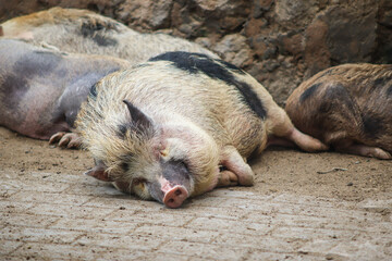 Sleeping pig lying on the ground, close-up view of domestic animal resting in farm enclosu