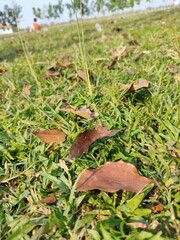 Leaves fall on the green grass.