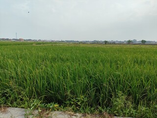 Rice paddy fields in Indonesia.