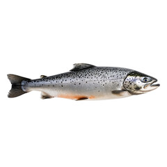 Fototapeta premium A stunning salmon in profile, showcasing detailed scales and fins, isolated on transparent background. Seafood, Aquatic, Wildlife