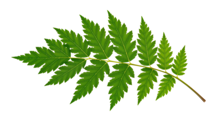 Green Leaf Cluster with Transparent Background, High-Resolution Botanical Cutout for Digital Design