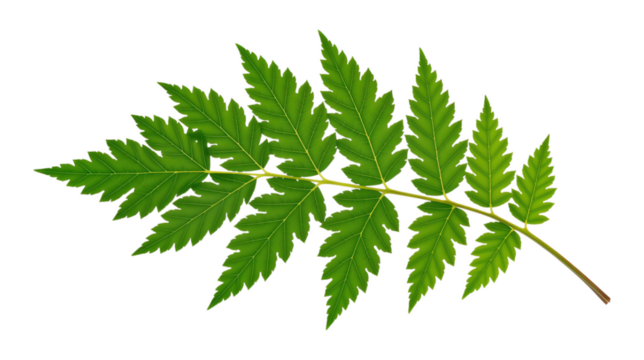 Green Leaf Cluster with Transparent Background, High-Resolution Botanical Cutout for Digital Design