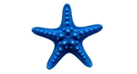 Vibrant blue starfish isolated on transparent background