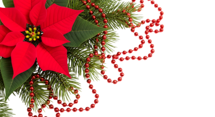 Red poinsettia flower with green fir branches and red beads isolated on transparent background