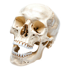 Obraz premium Human Skull with Open Mouth, Mid-Tone Beige, 3D Realism Design Element with Transparent Background