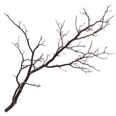 Obraz premium Dark Bark Branch with Buds, Isolated on Transparent Background, Nature, Organic, Texture, Branching, Wood