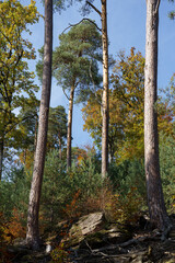 pins élégants en forêt