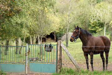cheval dans son enclos à l'extérieur