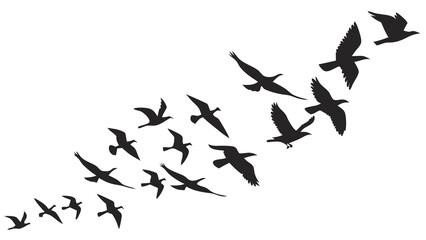 Silhouette Flock of Birds in Flight Dynamic Composition