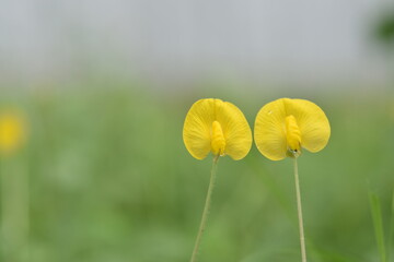 Golden ornamental peanut, Twin yellow flowers, Nature in harmony.