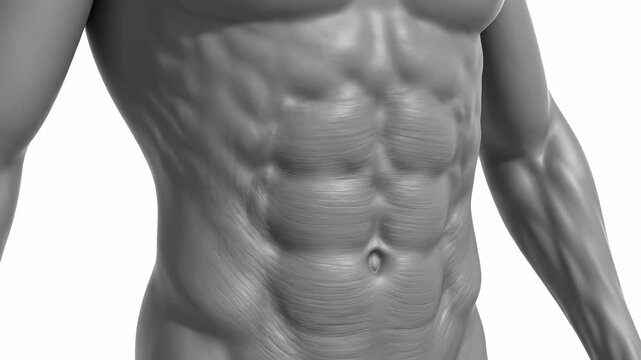 Close-up of a muscular torso with defined abdominal muscles, rendered in grayscale.
