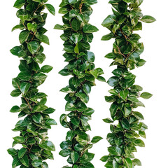 Tripled green vines with variegated leaves, lush foliage, isolated on transparent background, nature, botany, greenery