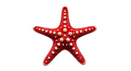 Vibrant red starfish with white spots isolated on transparent background