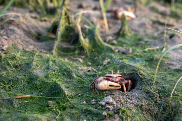 Fiddler crab or sand crab moving on the beach