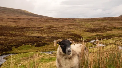Fototapete Fallen A Highland sheep in front of a breathtaking Scottish landscape  © Art&Design