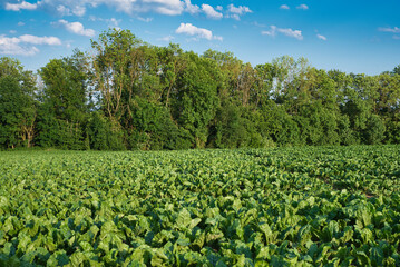 Feld mit Zuckerrüben und Wald