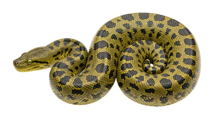Obraz premium Green anaconda coiled and isolated on transparent background
