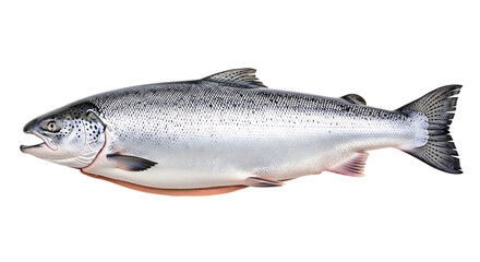 Obraz premium Fresh whole salmon fish isolated on transparent background