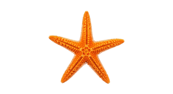 Orange starfish isolated on transparent background