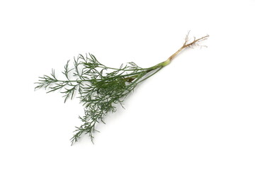 On a white background lies one sprig of dill with a root.