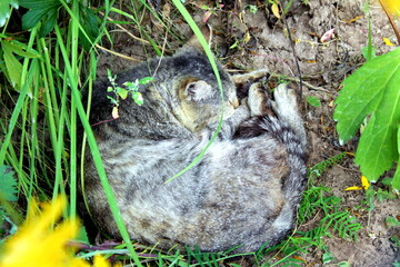 A homeless cat sleeps on the ground under the tall grass in summer.
