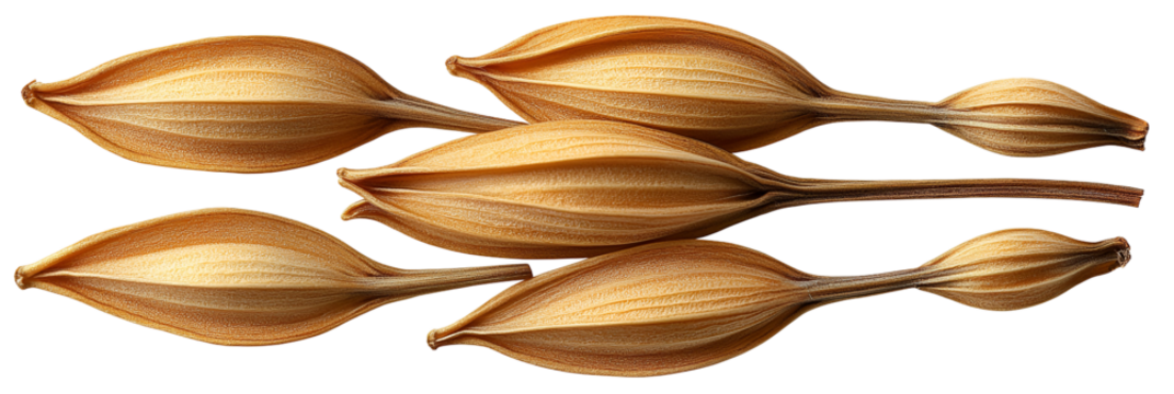 Closeup view of multiple light brown oval shaped objects