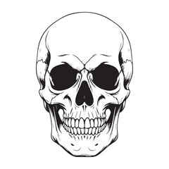 Fototapeta premium Detailed Human Skull Illustration with Dark Eye Sockets.