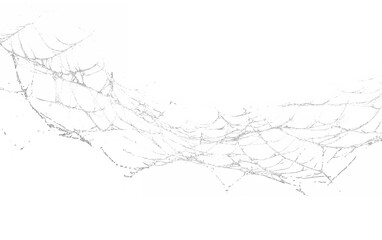 Fototapeta premium spiderweb isolated against transparent background