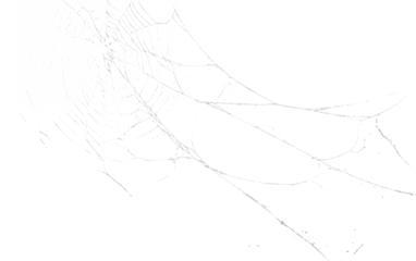 spiderweb isolated against transparent background