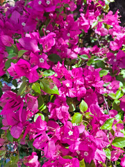 Bright pink flowers with green leaves in sunlight, forming a natural floral texture background.