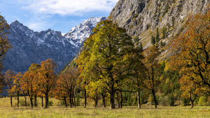 Bäume im Herbst vor Felswand
