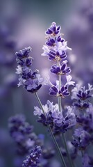 Fototapeta premium Beautiful Lavender Flowers Blooming in a Soft Purple Garden Setting During the Spring Season