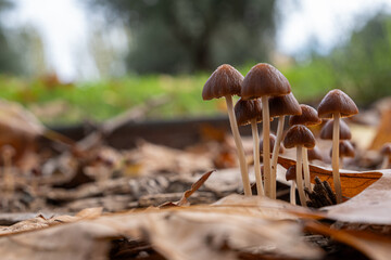Magic mushrooms among moss and fairytale shadows