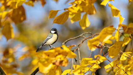 Kohlmeise auf einem Lindenzweig