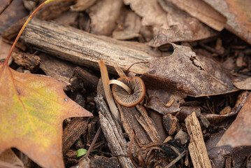Natural autumn, textures of mushrooms and fallen leaves