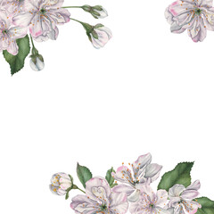 Square frame with white cherry flowers, buds and green leaves in the corner with space for text. Hand drawn watercolor illustration of spring blooming elements on isolated background. Floral layout