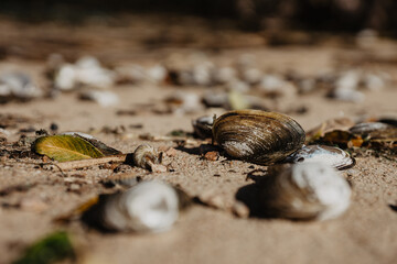 snail on the ground