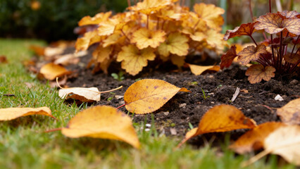 Autumn leaves scattered on grass near a flower bed with yellow foliage