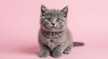 Obraz premium Adorable gray kitten looking curiously into your eyes, perfect for heartwarming animal content