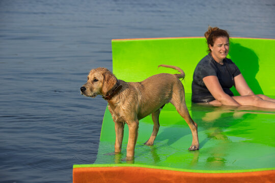 Golden retriever standing on a floating raft with a woman